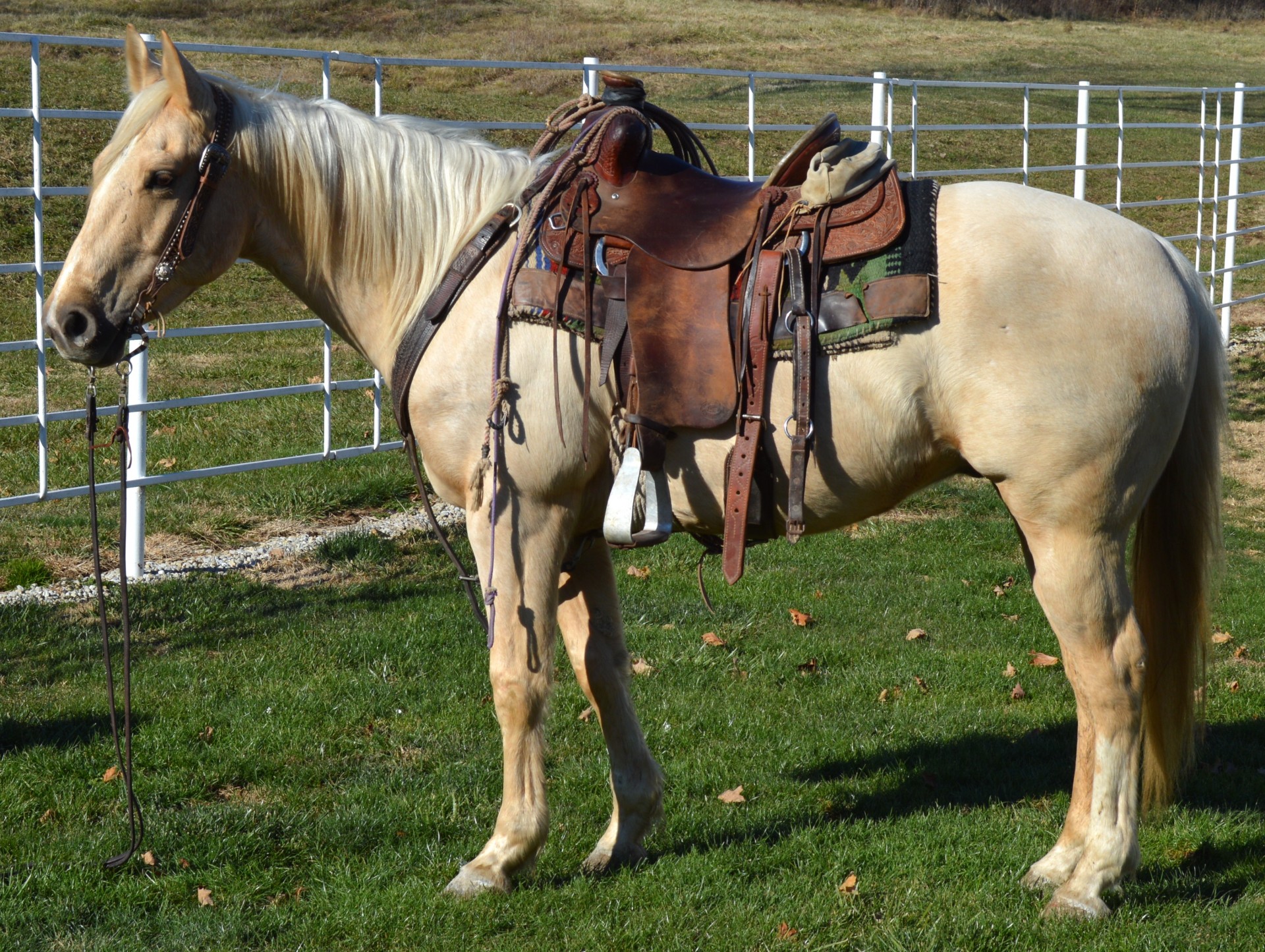 Wilywood, Playin Playboy, Zan Parr Skip - Finished Ranch Horse