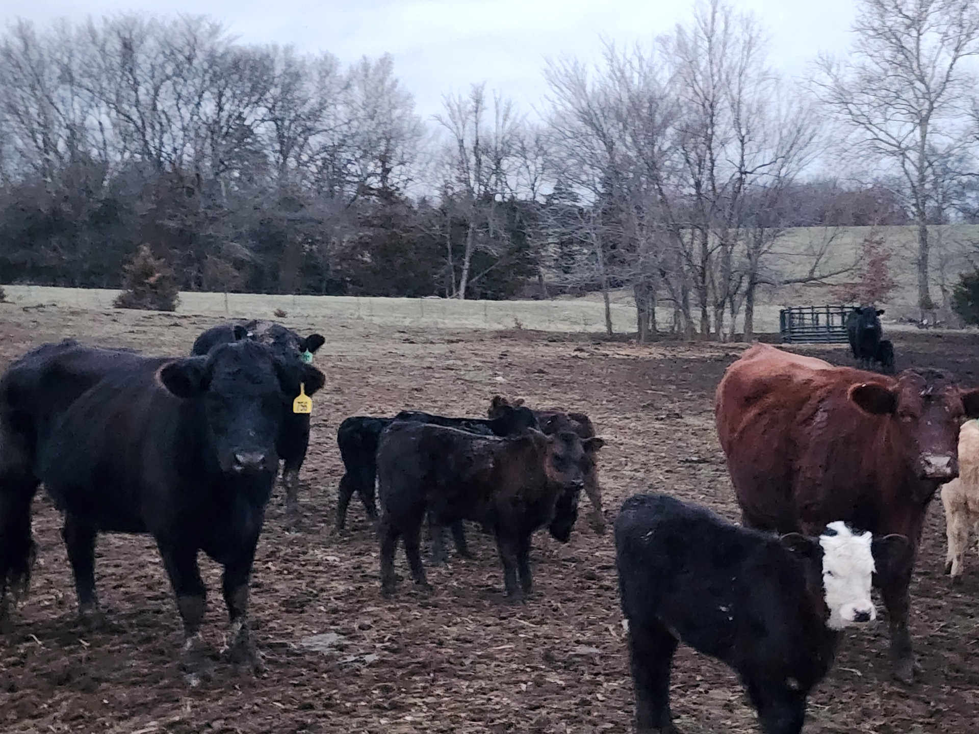 40 - Cow Calf Pairs - Missouri