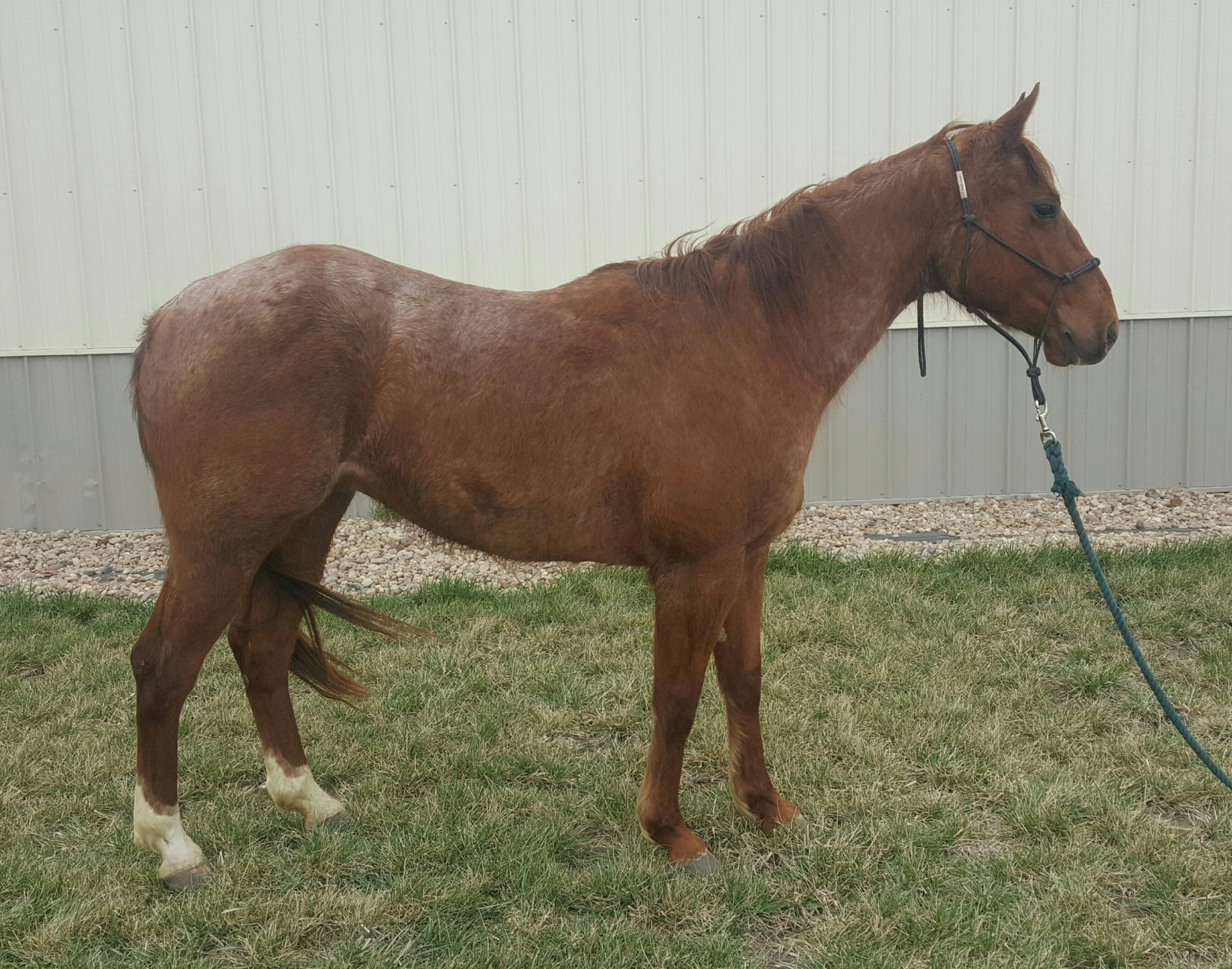 3 year old Red Roan Gelding