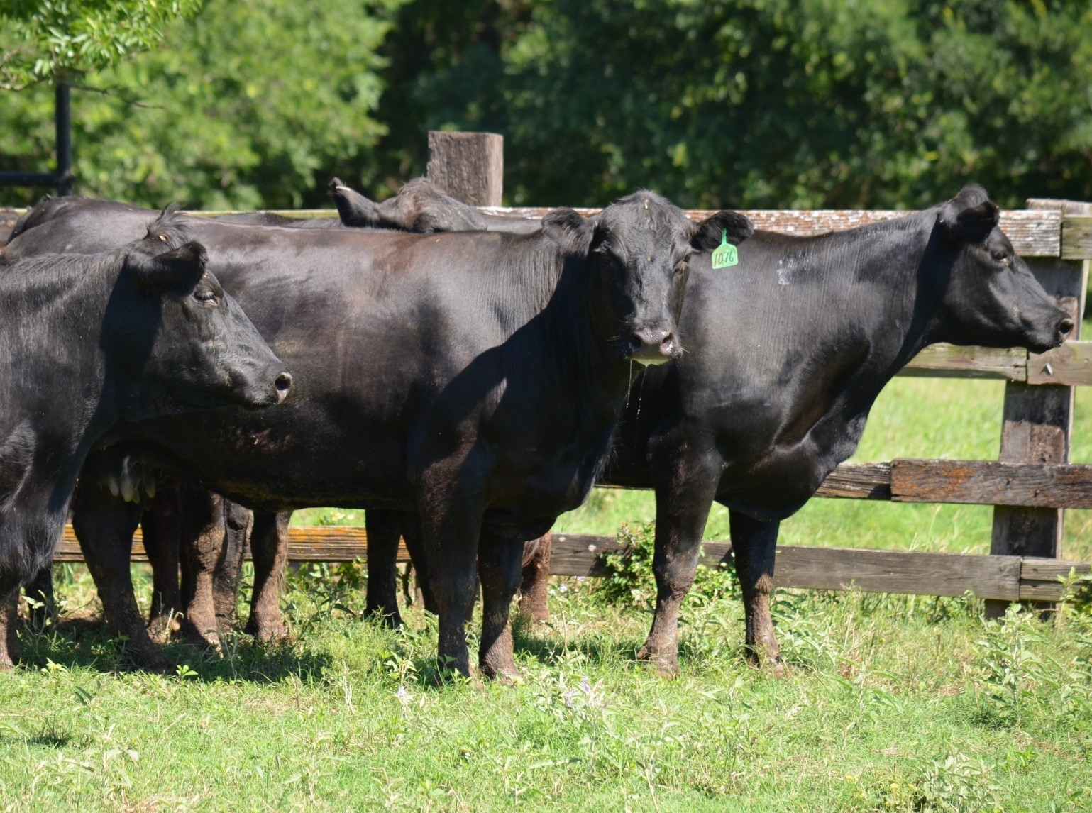 12 - 3-5 Year Old Angus Bred Cows - Texas