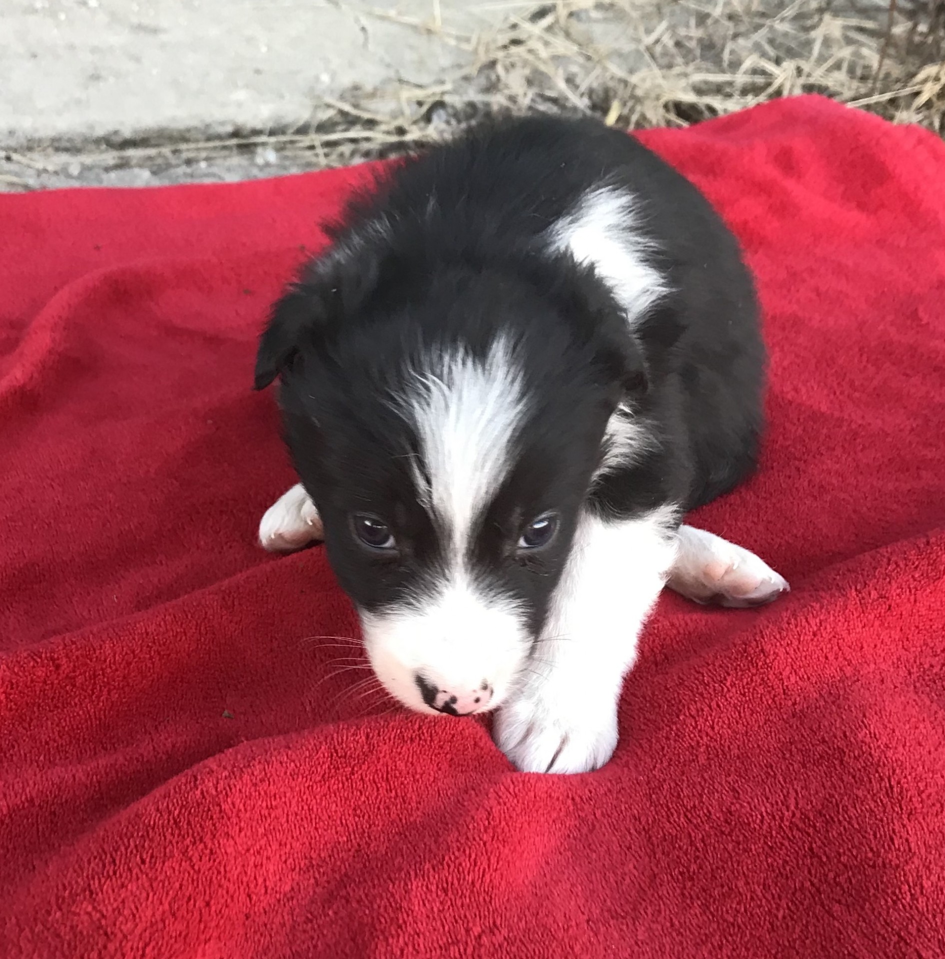 ABCA REGISTERED BORDER COLLIE PUPPIES