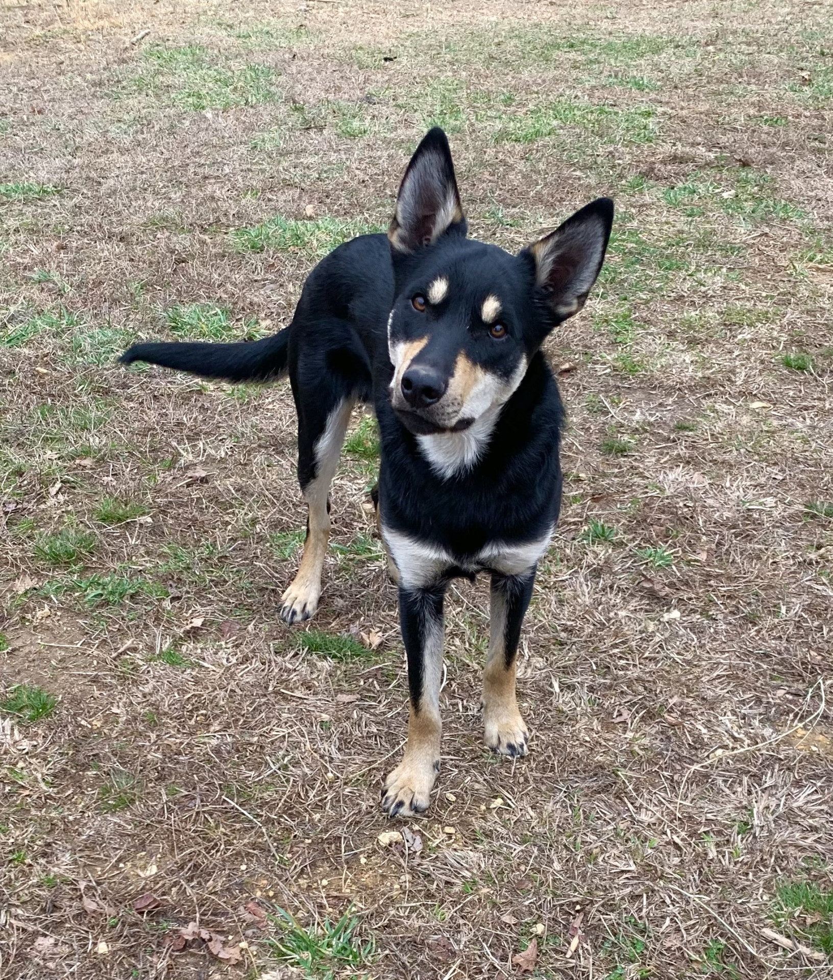 Kelpie/Border Collie Cross Male - Training Ready!