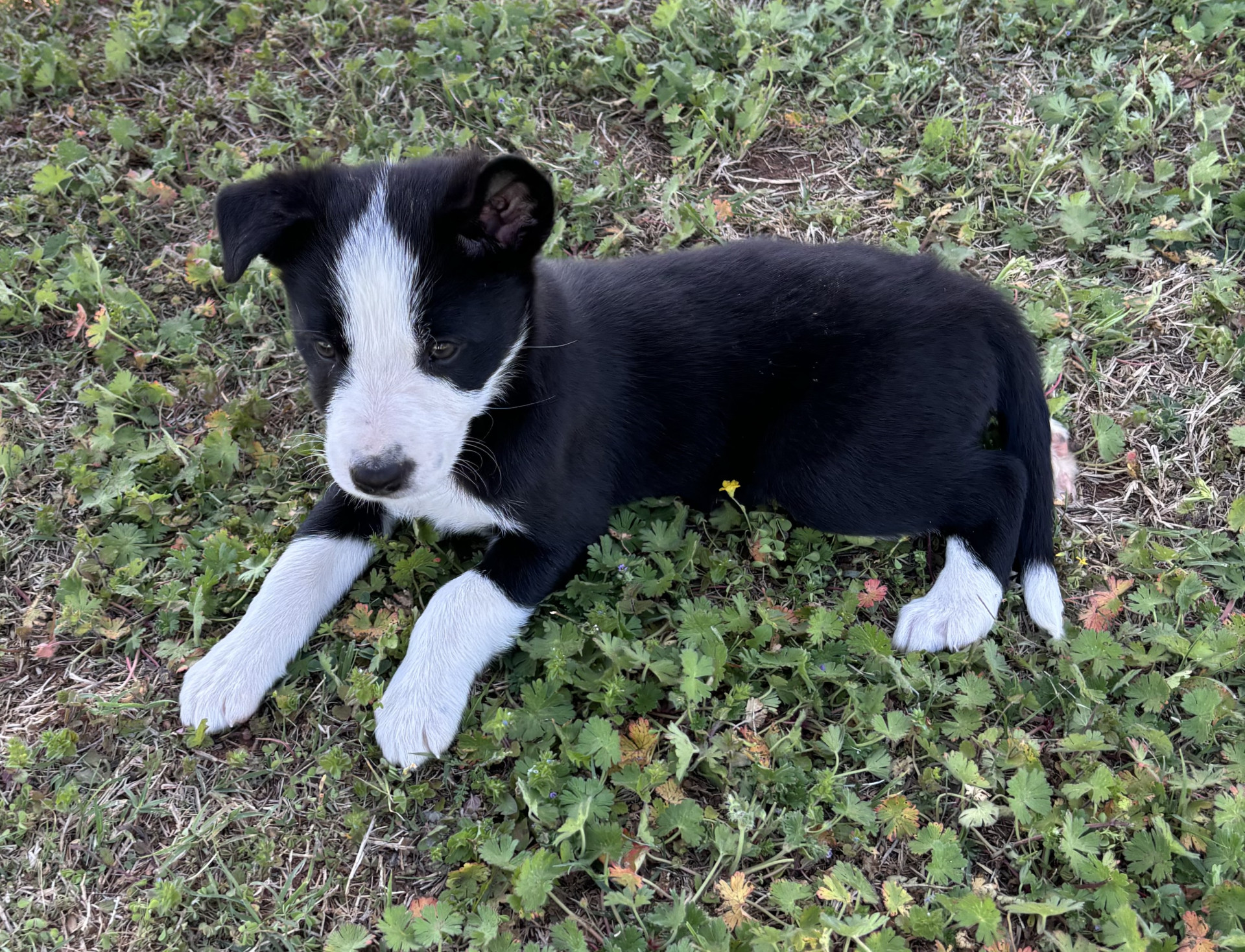 Border Collie Female