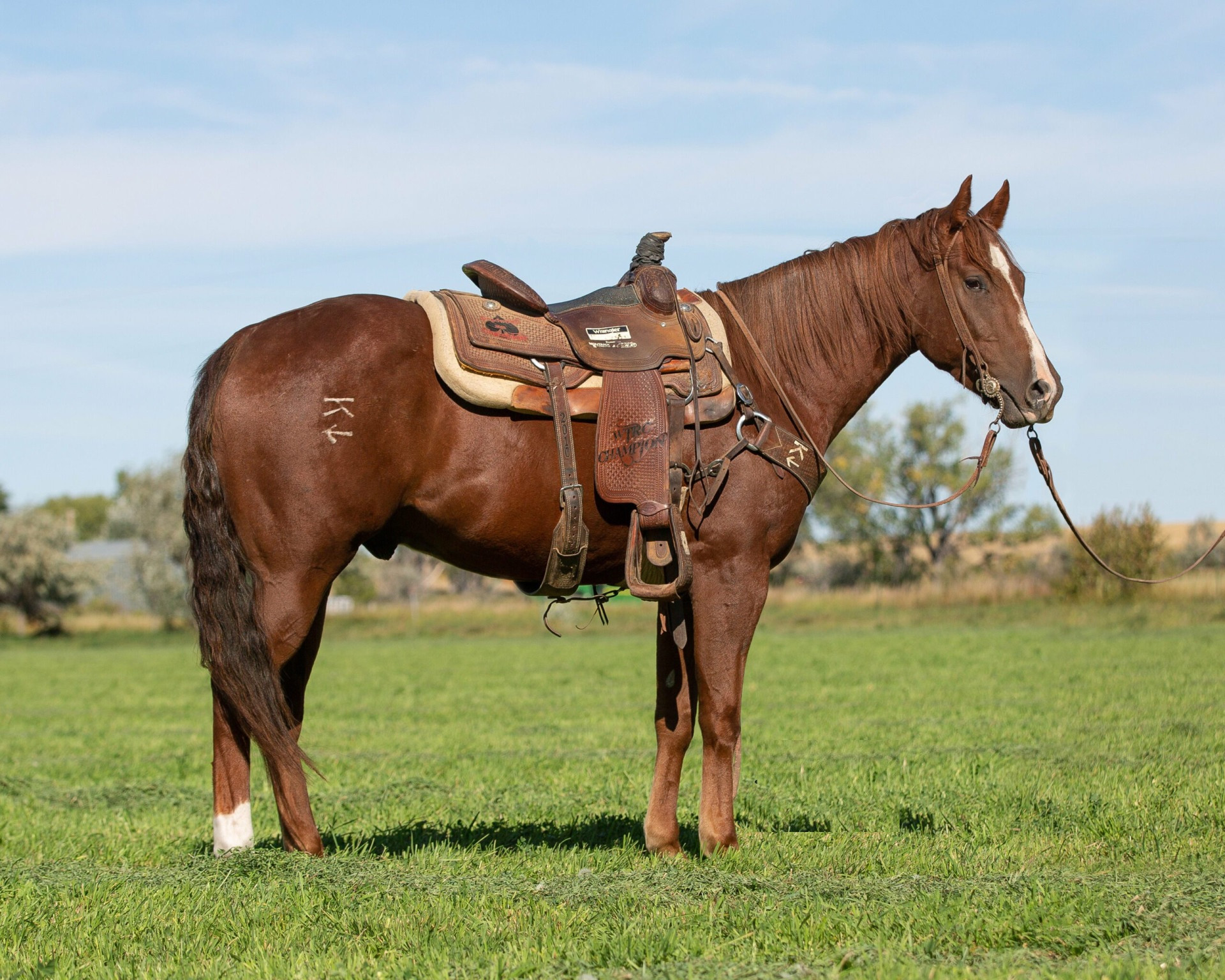 GE ORPHAN STAR – 2019 AQHA Chestnut Gelding x Hesa Frenchmans Duke x ...