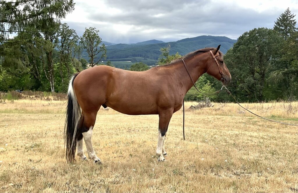 A SWINGIN ROLEX 2016 APHA Bay Tobiano Gelding x A Tru Rolex x