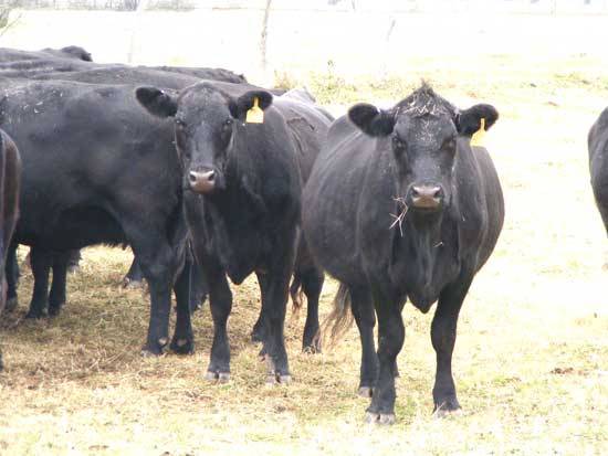 80 - Angus Cows - Central Texas