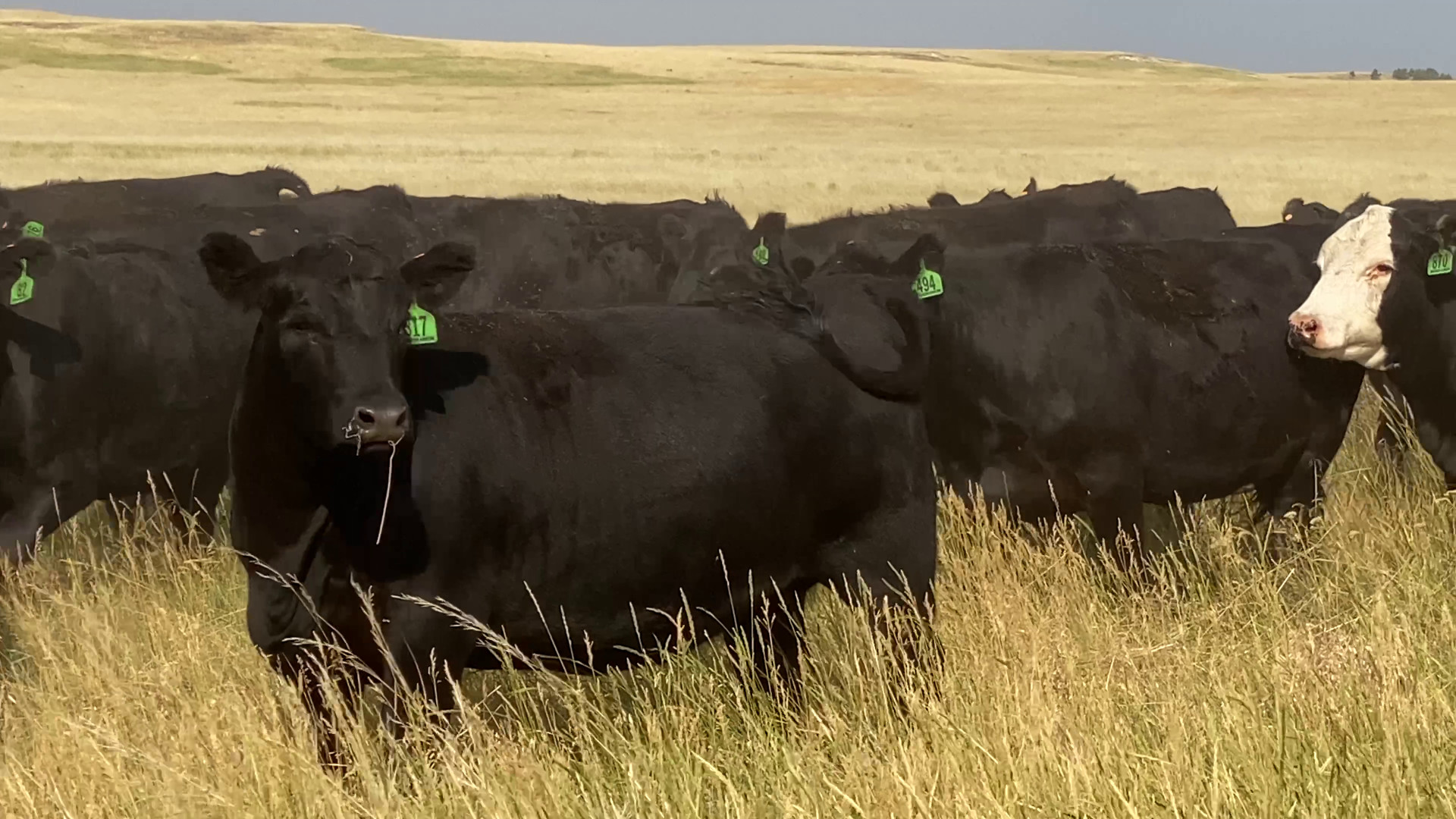 175 - 2 yr old Black Angus/Black Baldy Bred Heifers - Wyoming