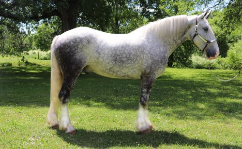 Once-In-A-Lifetime Dappled Grey Percheron Gelding