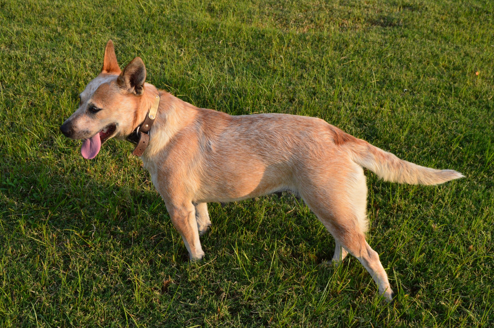 Red Heeler Pups