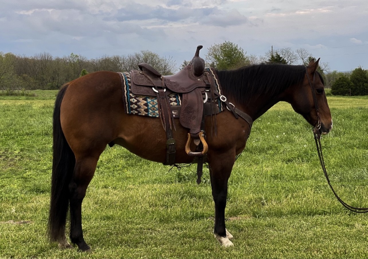 Beautiful Bay Ranch Gelding