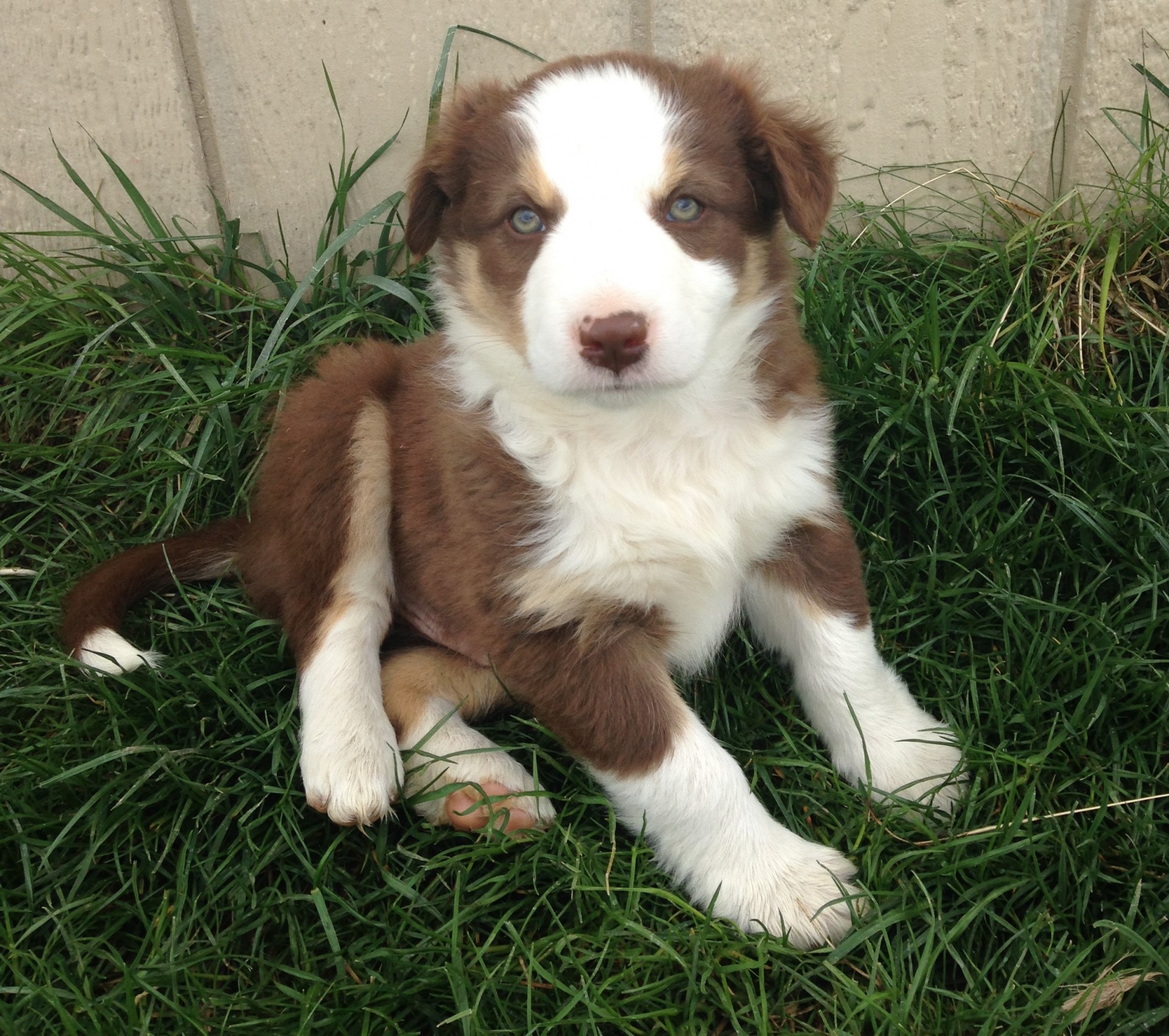 Red Border Collie Pups