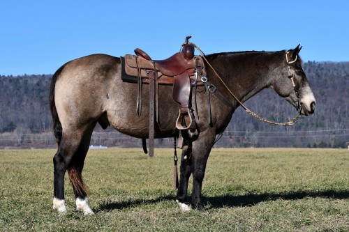 “Roger” 12 Yr old 15.1hh Smutty Buckskin Quarter Horse Gelding - Steady ...