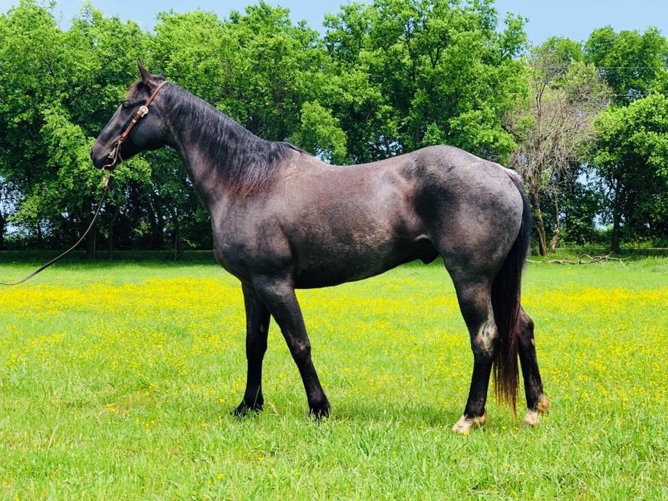 Big Gentle Blue Roan Gelding