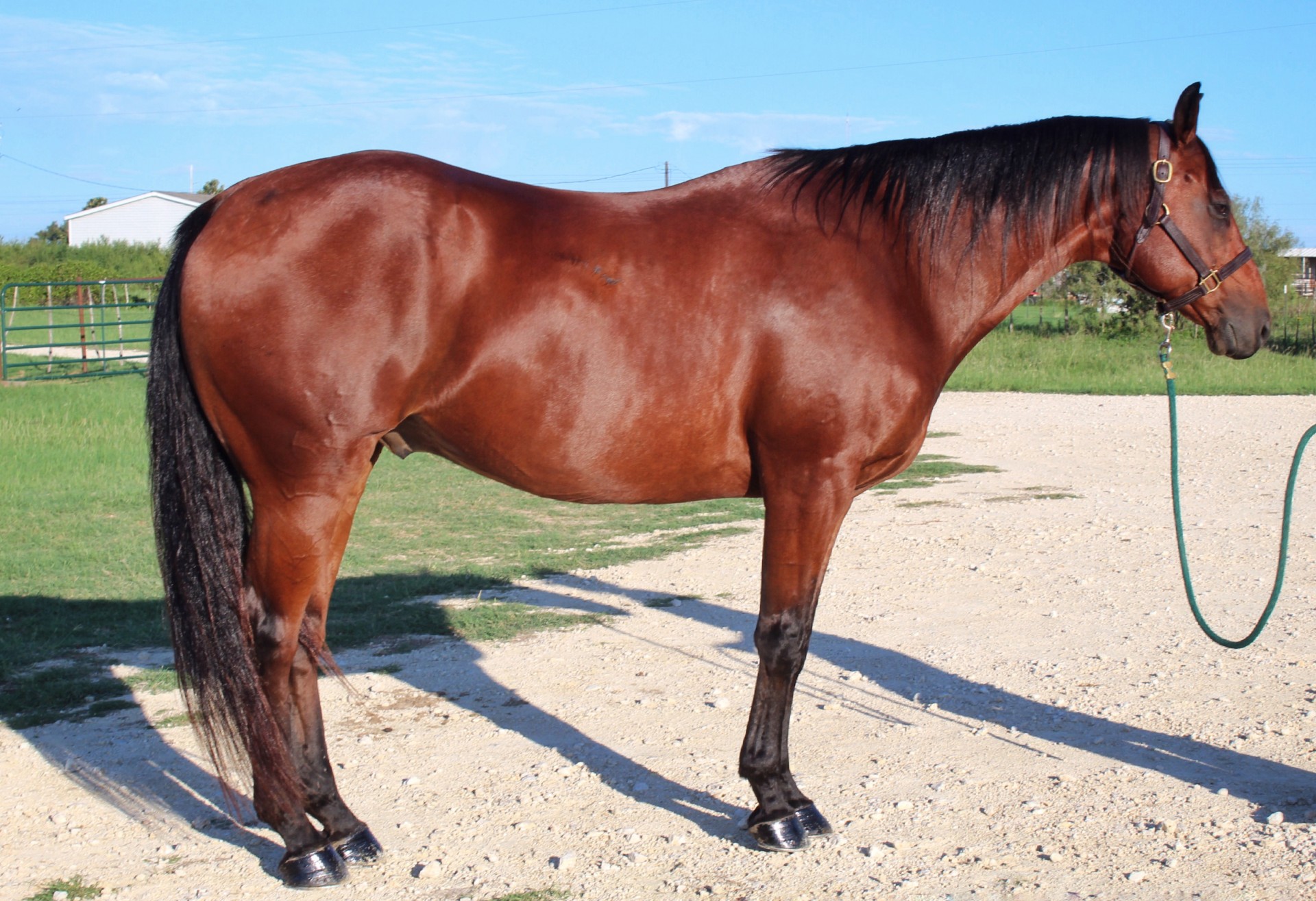 Bomb-Proof Ranch Horse!! BIG & STOUT