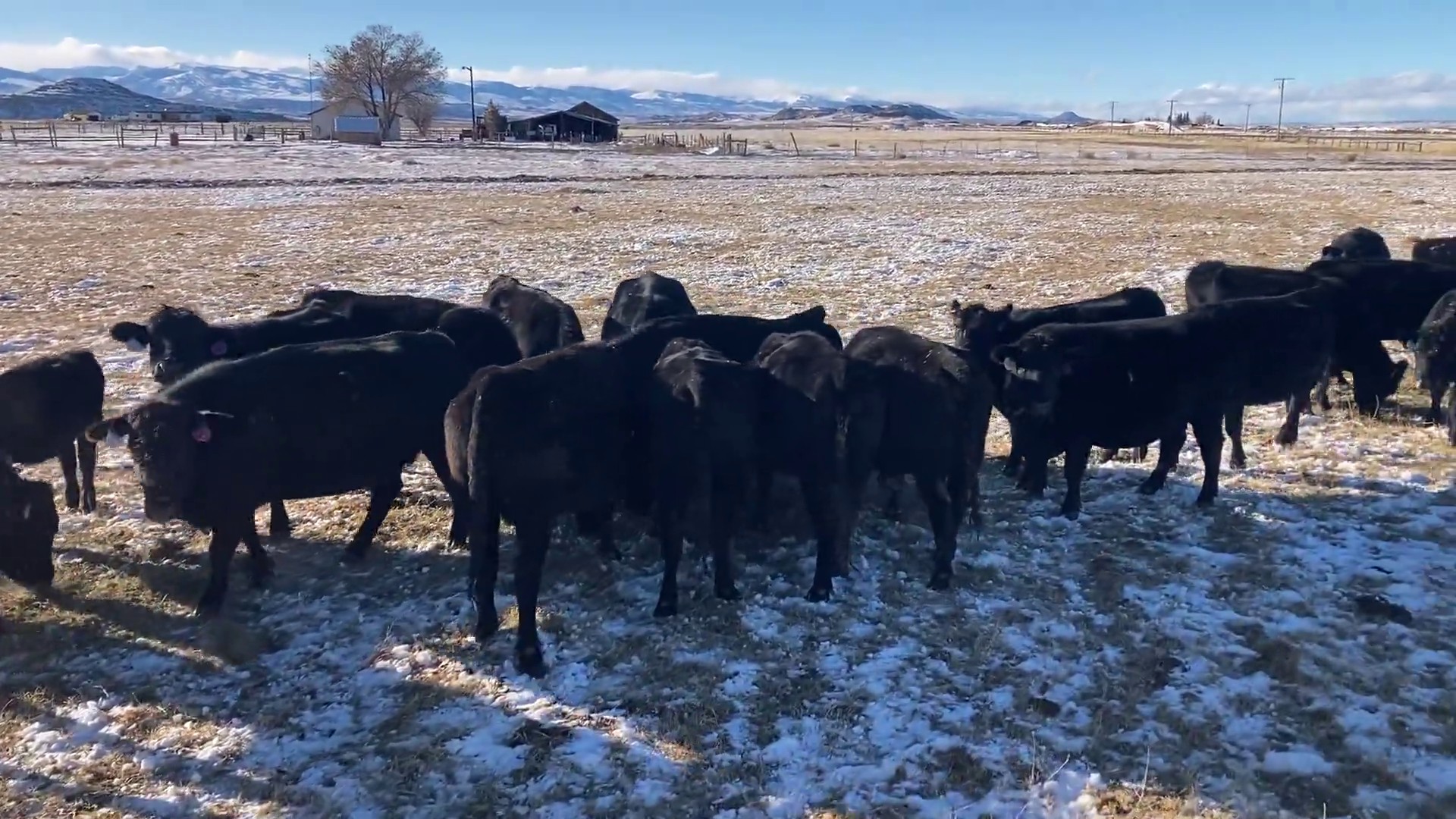 89 - 3-6 Year Old Black Angus/Black Baldy Bred Cows - Wyoming