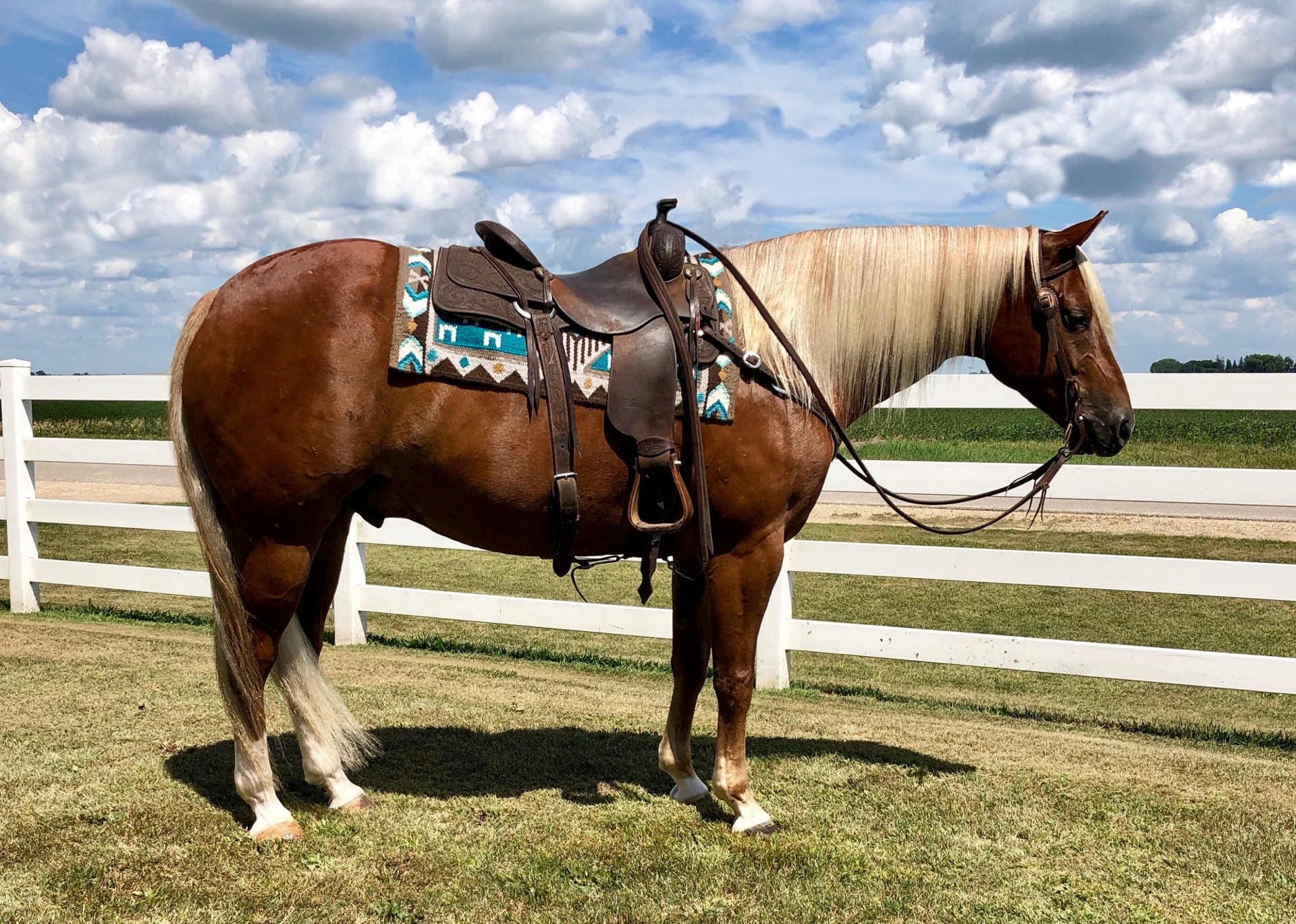 GENTLE GELDING WITH BLONDE MANE & TAIL - STOUT - SURE FOOTED OUTSIDE