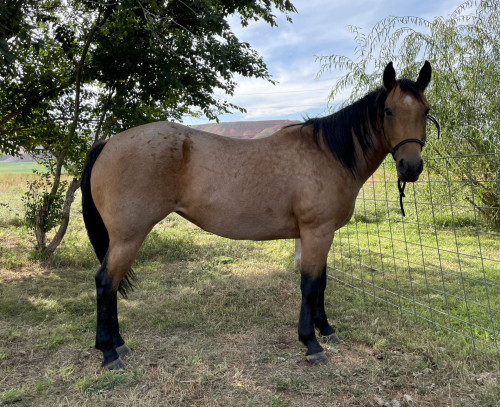 NP IVAN HOLLIGOLD – 2019 AQHA Buckskin Roan Mare x Dry Mellow Yellow x ...