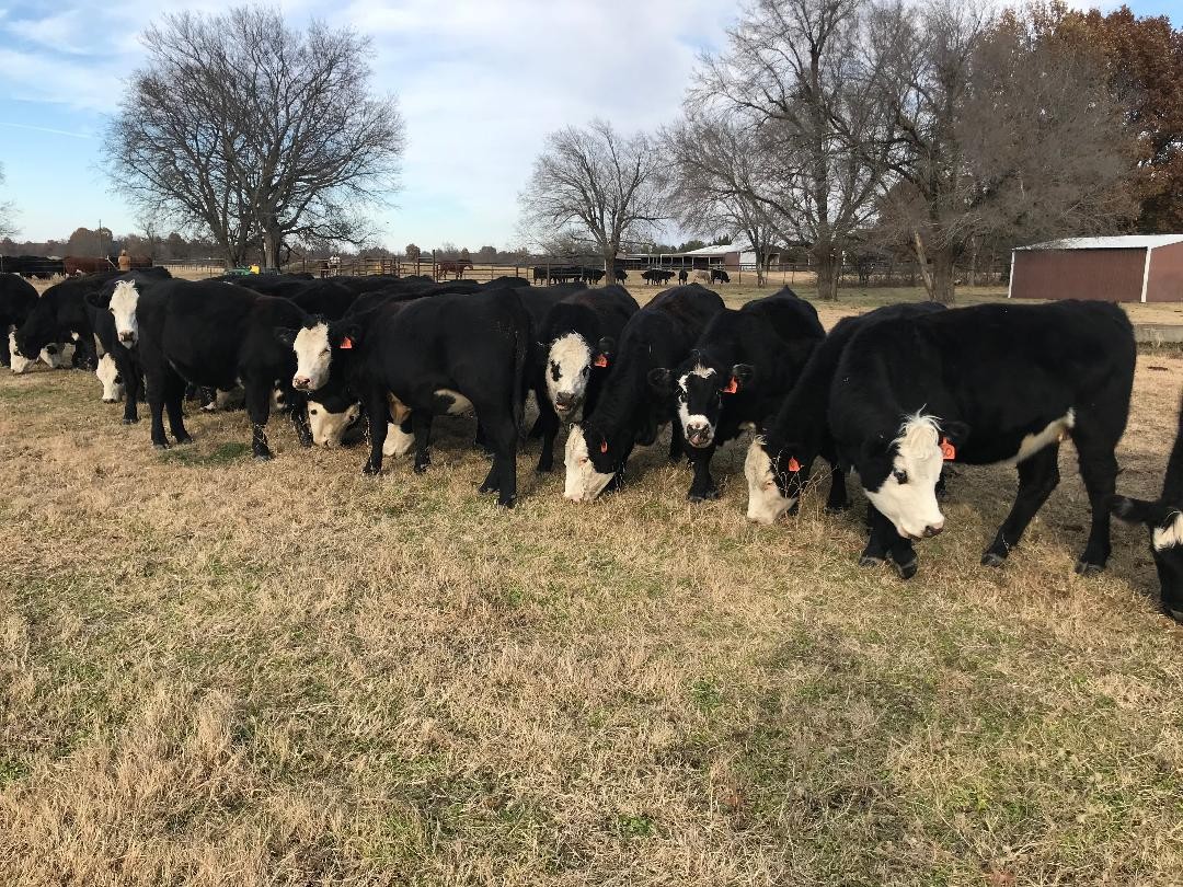 23 - Black Baldy Bred Heifers - Oklahoma