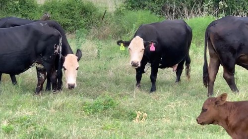 45 - Pot Load of Beef Cows & Pairs - Texas