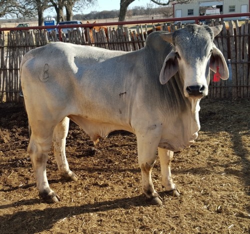 1 - 3 Year Old Brahman Bull - Texas