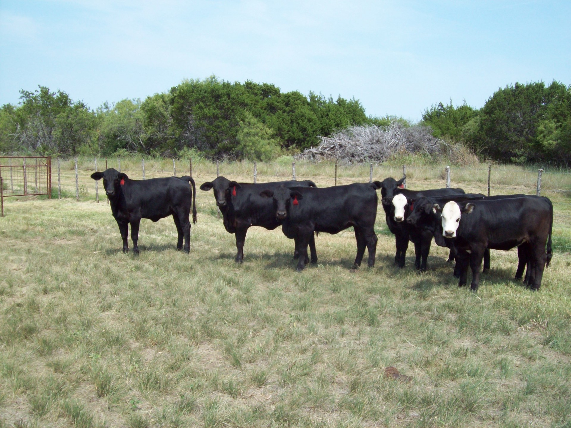 5 - Nice Brangus Heifers, 2 Black Baldie Heifers - Texas