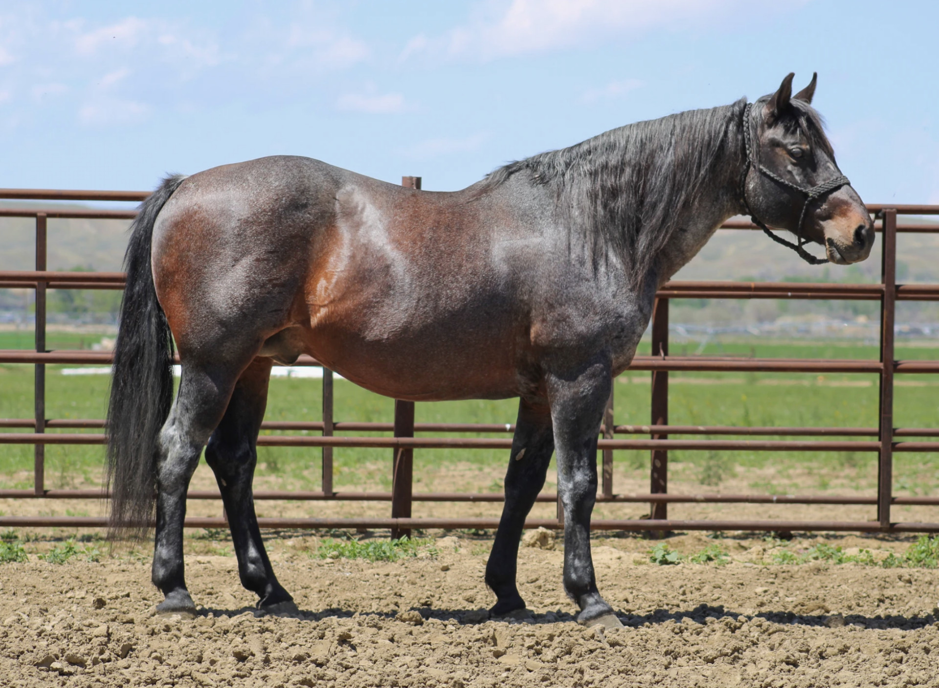 2009 AQHA Stallion Heel Horse/ Breeding Stallion