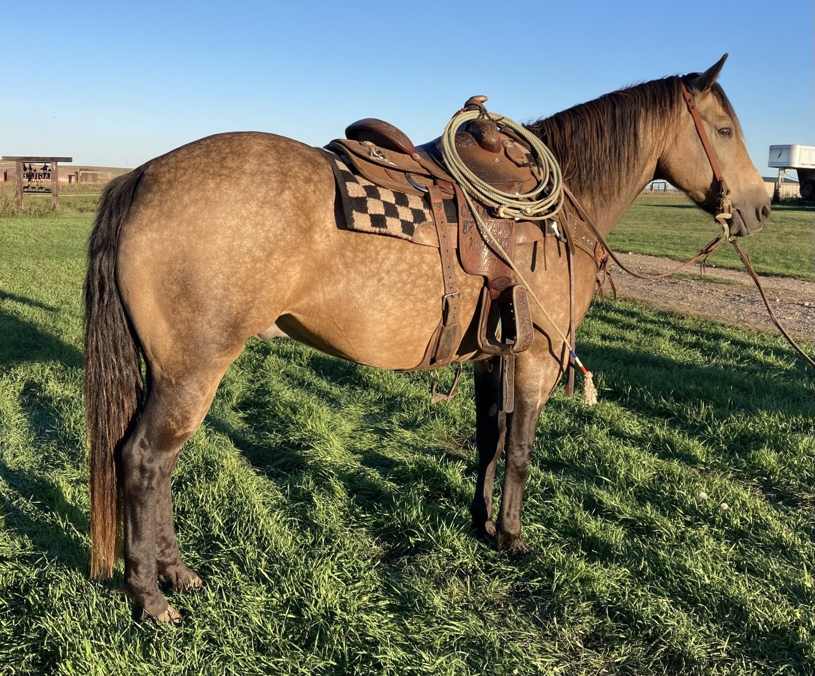 IKE - 2011 GRADE Quarter Horse Buckskin Gelding!