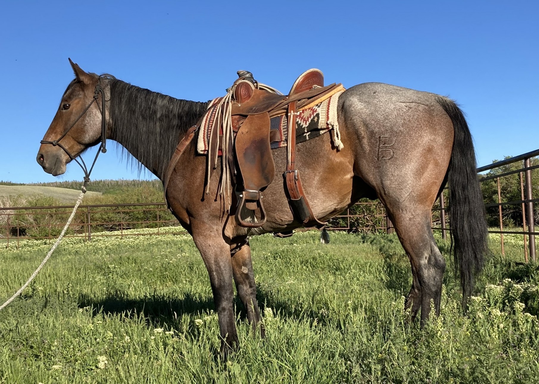 2011 Bay Roan Gelding