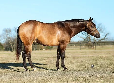 SB PEPTO GUNNER – 2022 AQHA Buckskin Stallion x Good Times N Guns x ...