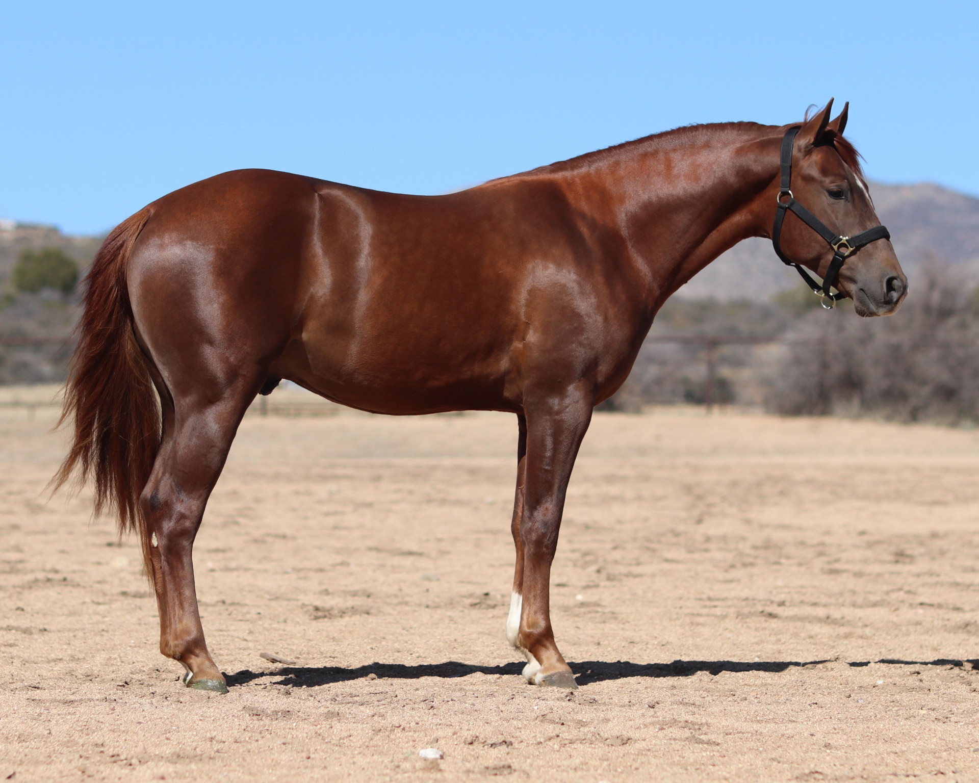 2 Year Old AQHA Gelding By Surely A Pepto Cowhorse/Ranch/Team Roping ...