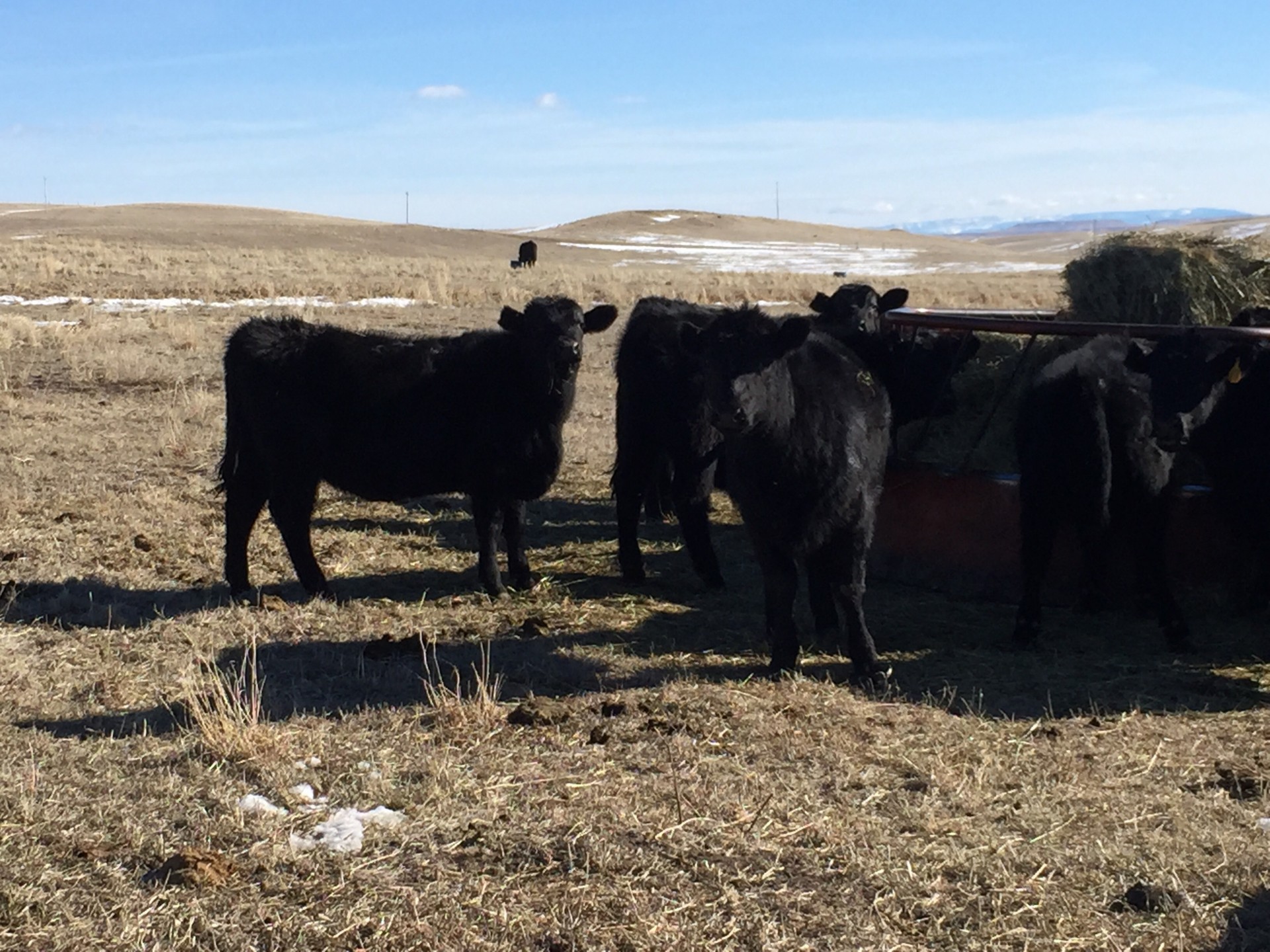 80 - Black Angus Replacement Heifers - Montana