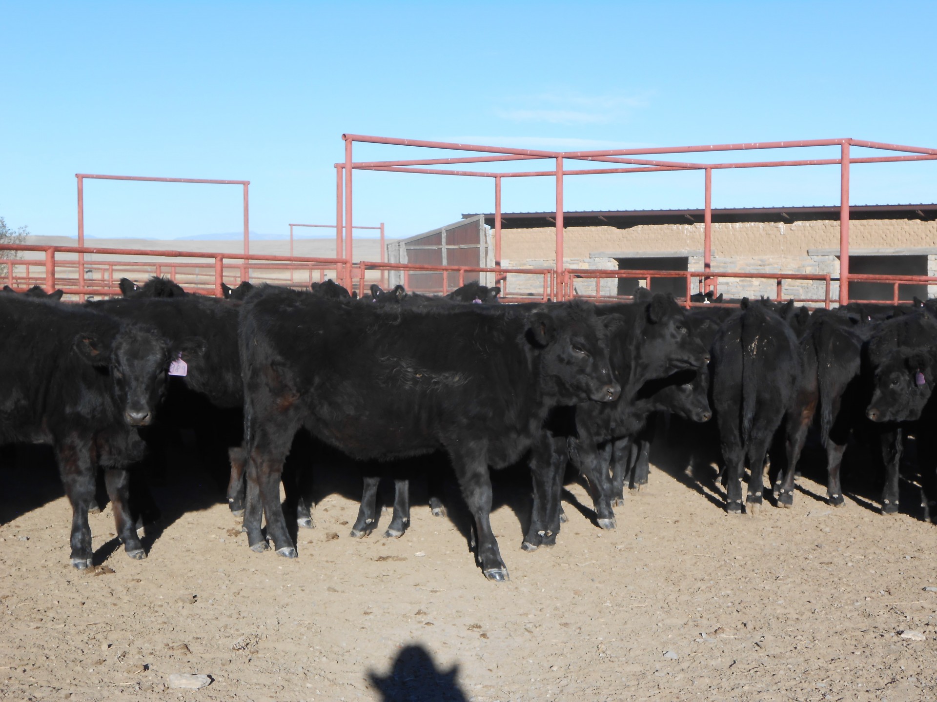 83 - Black and Black Whiteface Angus Cross Replacement Heifers - New Mexico