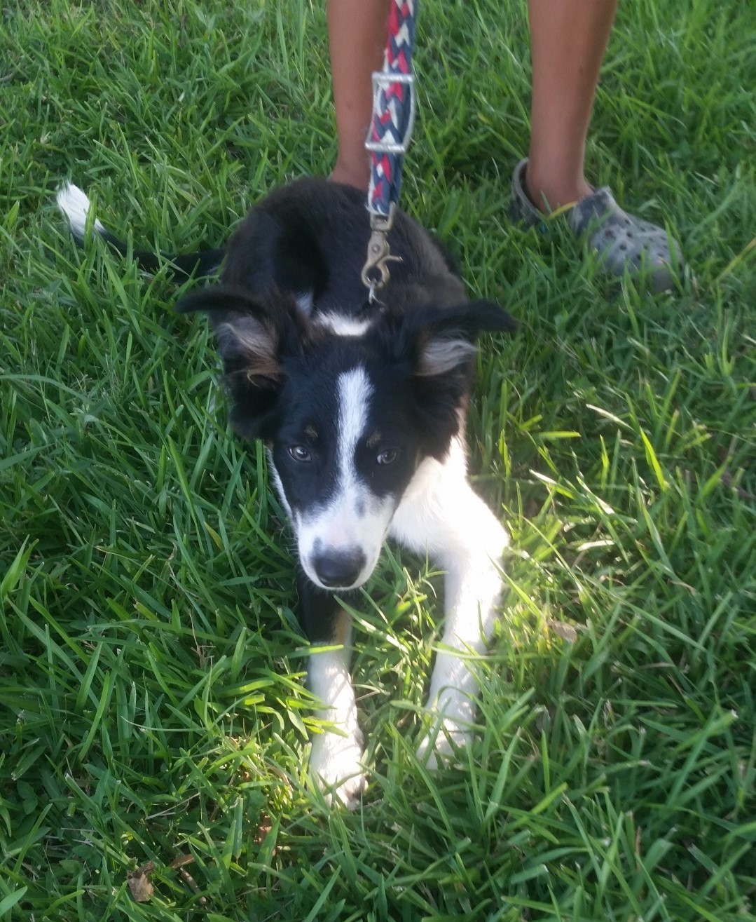 registered-abca-border-collie