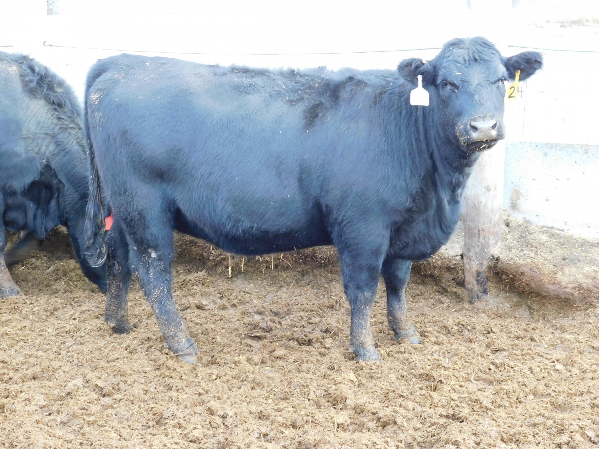 12 - MARCH CALVING BRED bred Heifers - Montana