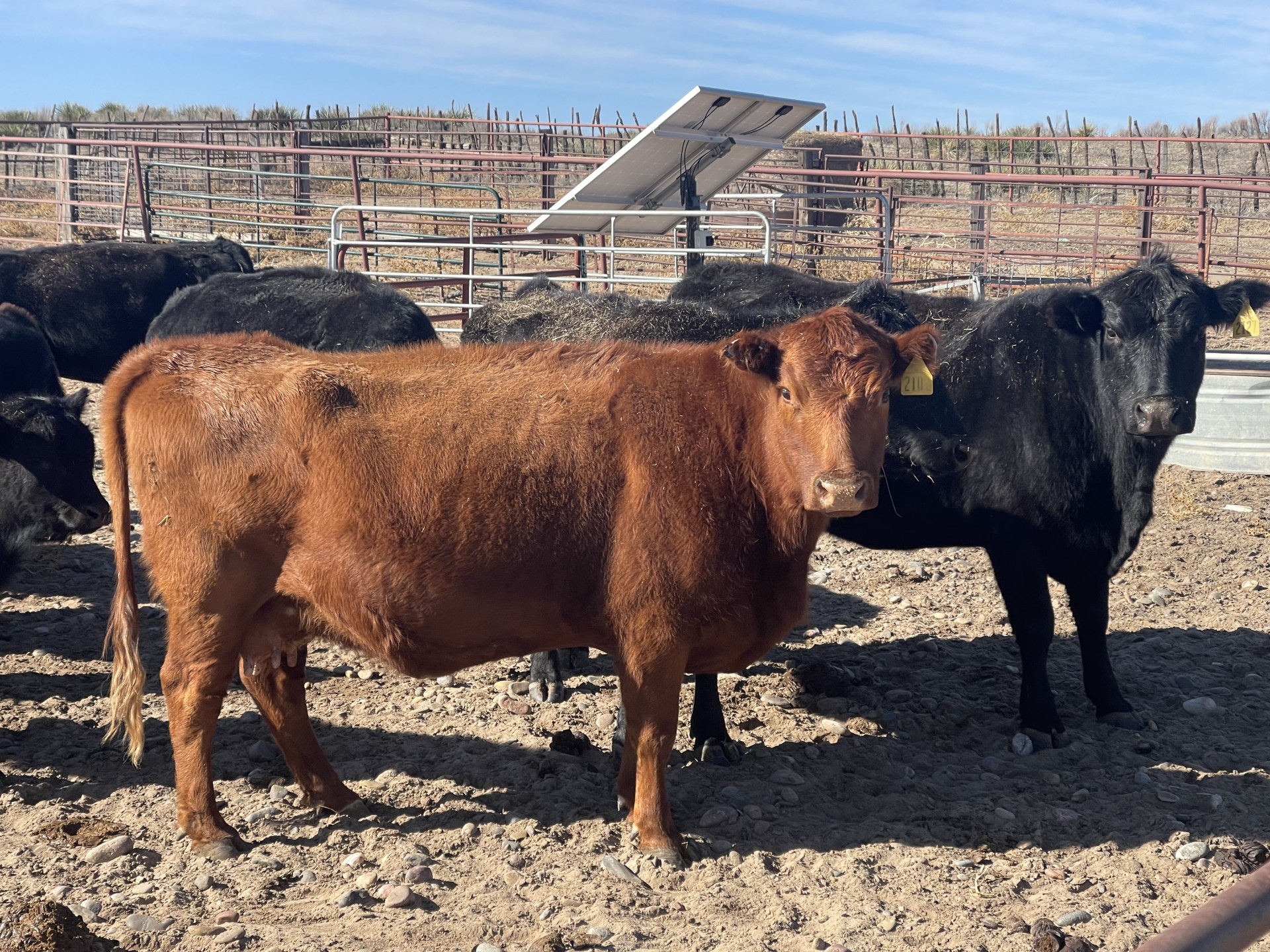 13 - Commercial Angus Cross Beef Cows bred to Wagyu Bull - Kansas