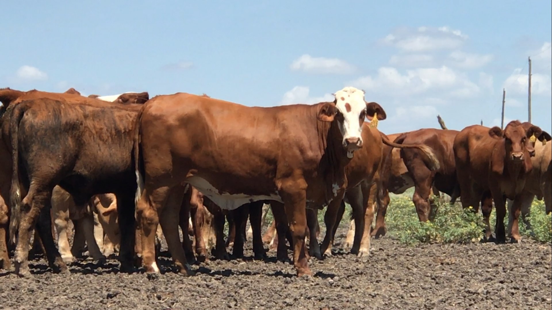 30 - Beefmaster (one raising) Open Heifers - Texas