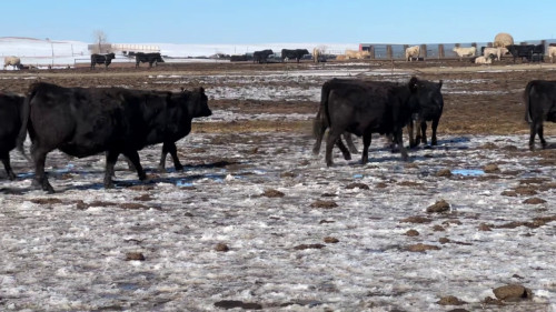 250 - 2 Year Old Bred Heifers Black Angus/Black Baldy Bred Heifers ...