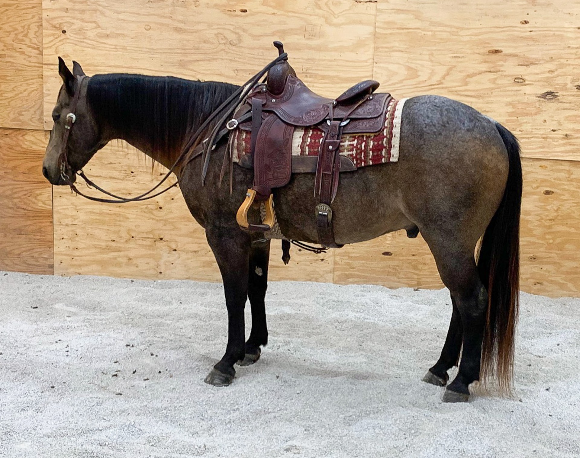 Gentle Buckskin Roan Ranch Gelding