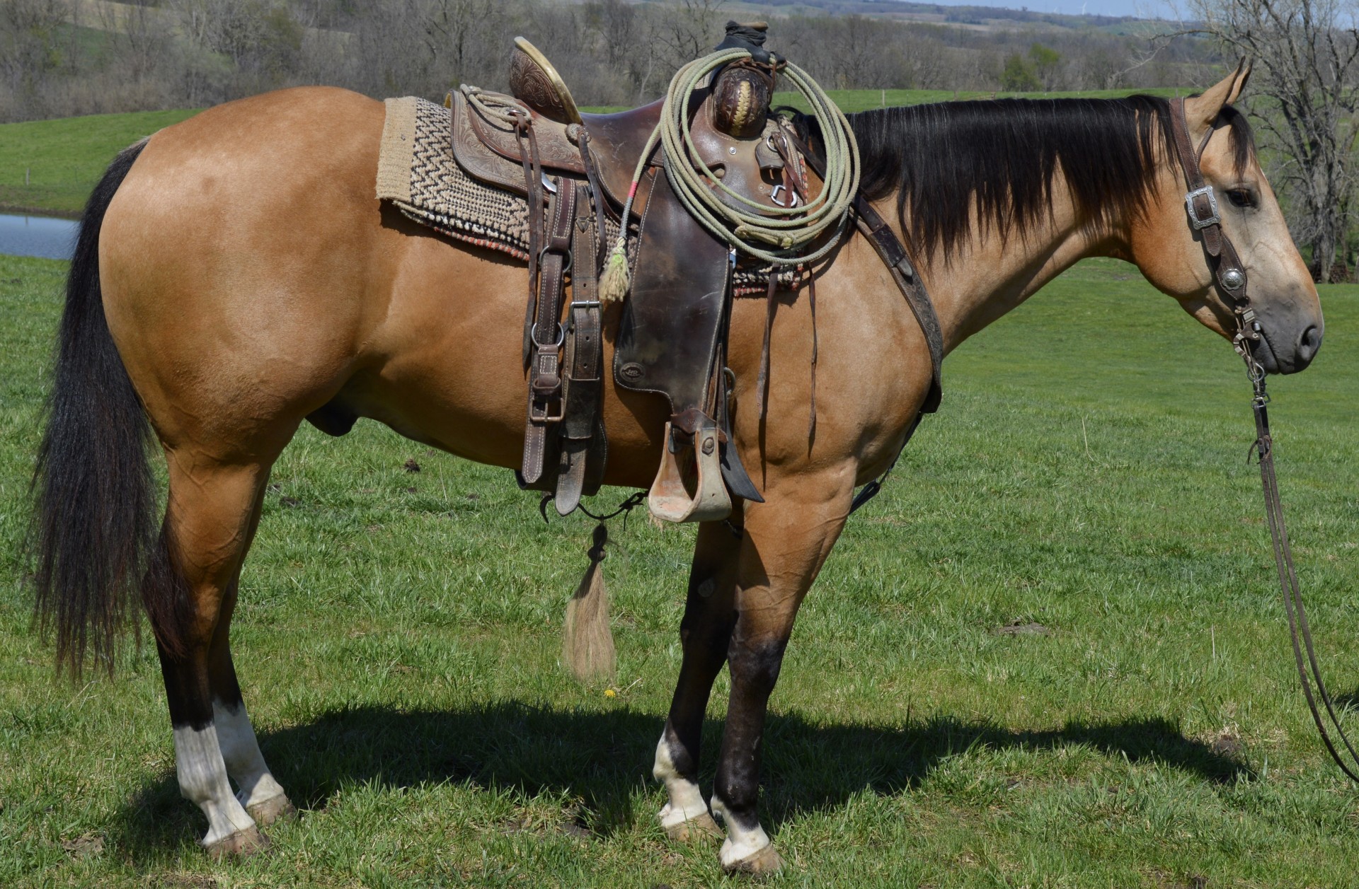 Gorgeous Buckskin Gelding