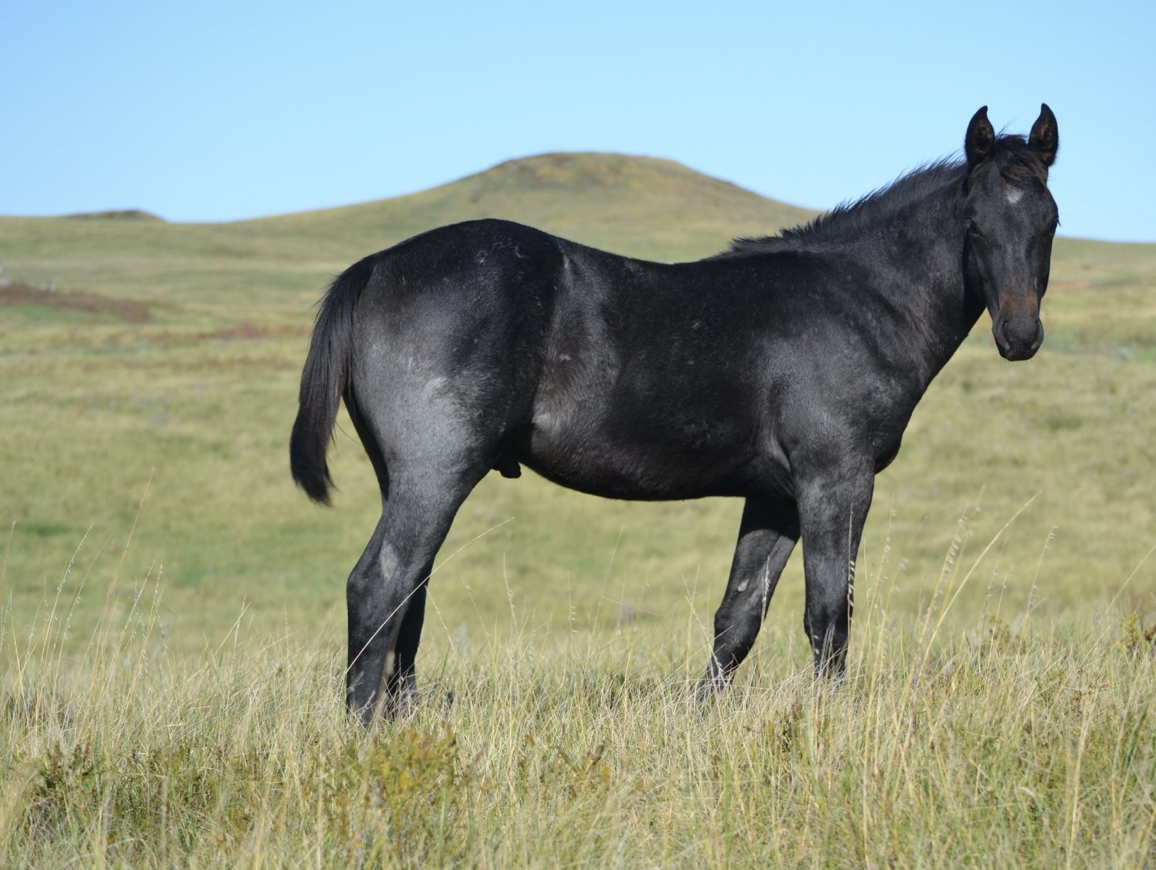 2023 AQHA PENDING Blue Roan Stallion x WT TwoEyed Valentine x WT Double ...