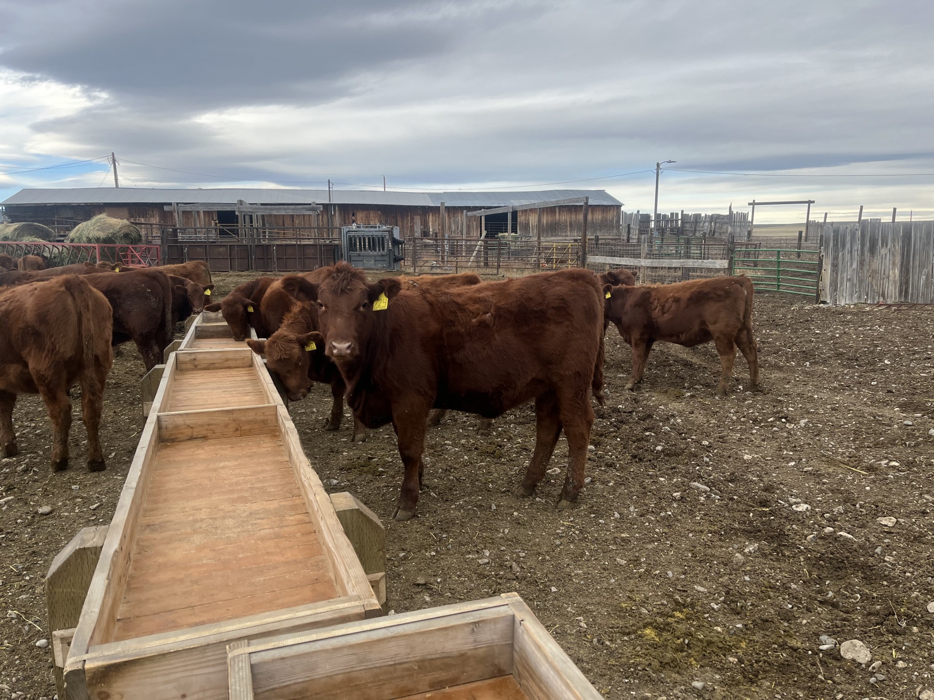 40 - Home Raised Red Angus Replacement Heifers - Montana