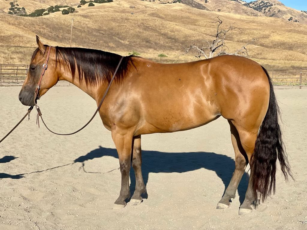 Golden Buckskin Ranch Horse - Stout Built - Family Safe