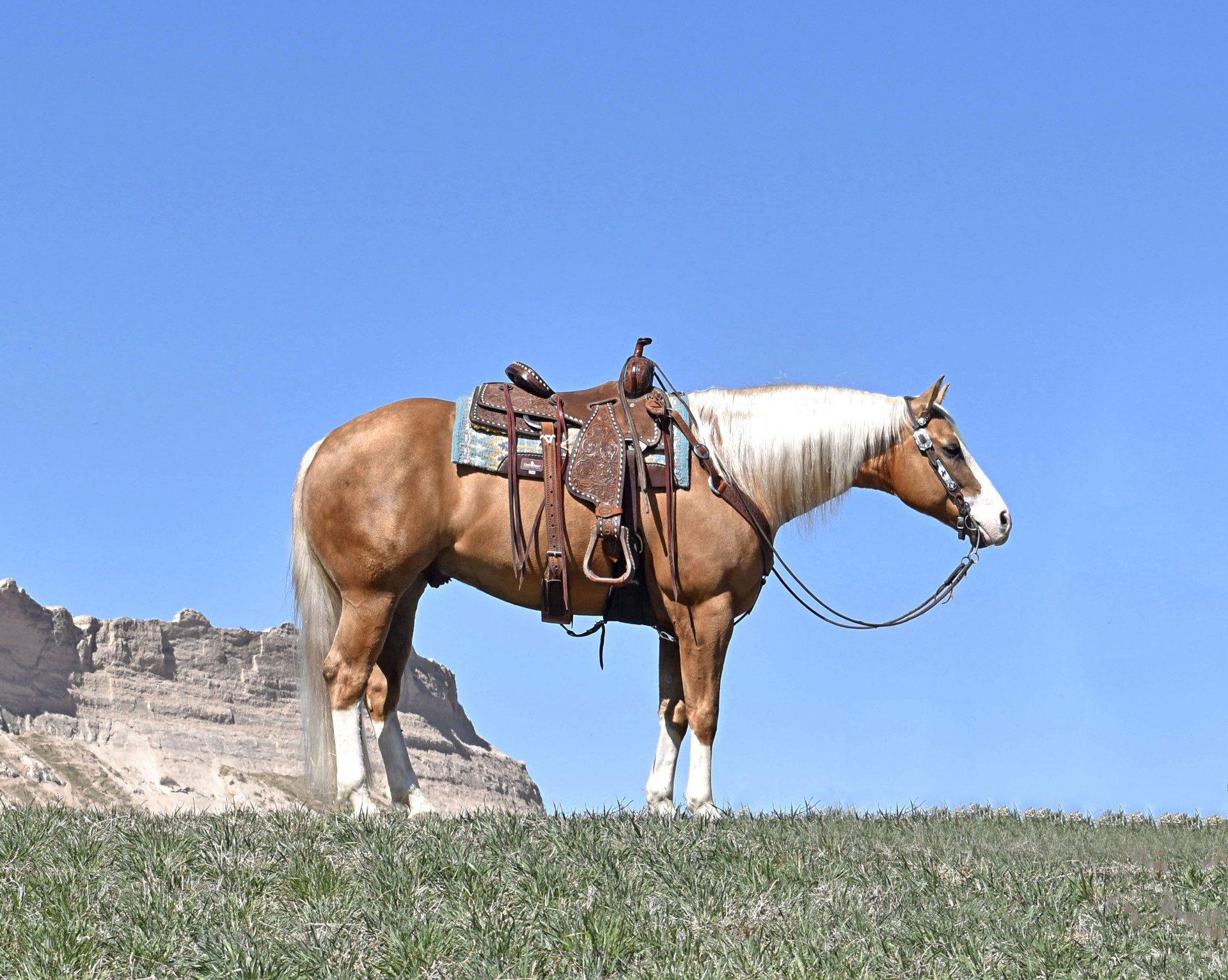 Flawless Palomino Gelding - Sired by Inferno Sixty Six! Gentle Reiner