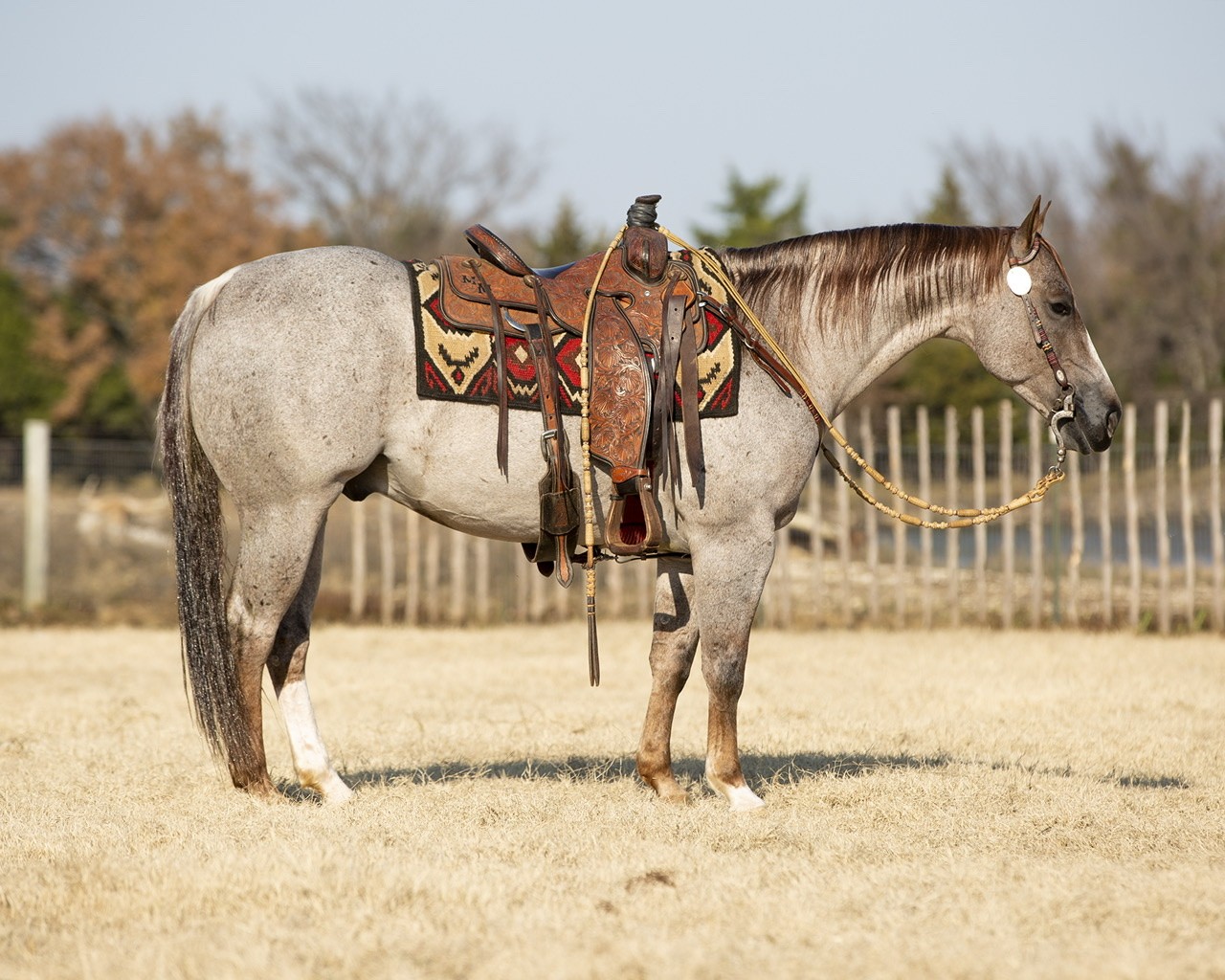 COOPER-by METALLIC CAT - NCHA money earner - Cuts - Rope - Ranch ...