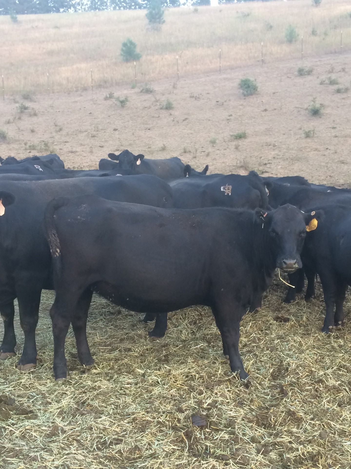 12 - Bred Purebred Angus Heifers - Idaho