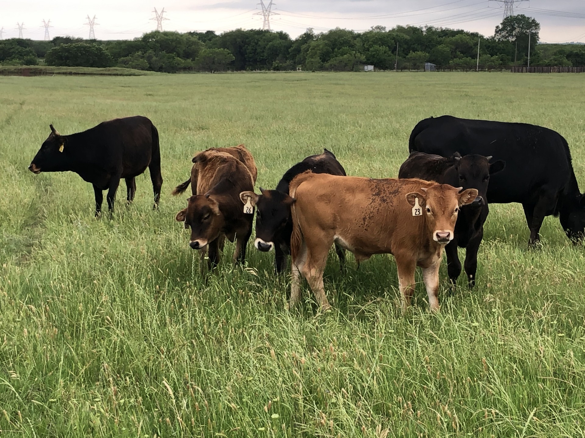 30 - Potential Corriente Roping Cattle - Texas