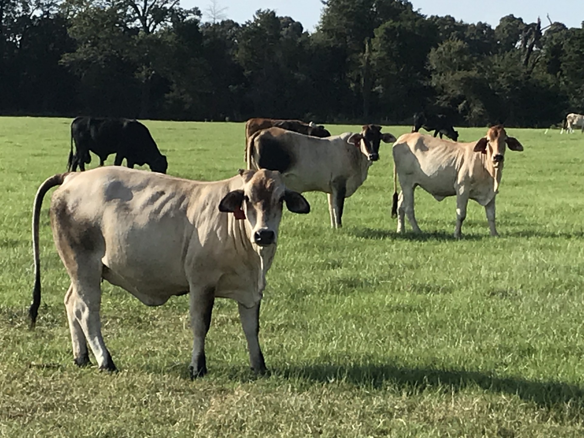 18 - Fancy 3/4 Blood Brahman Cross Heifers - Texas