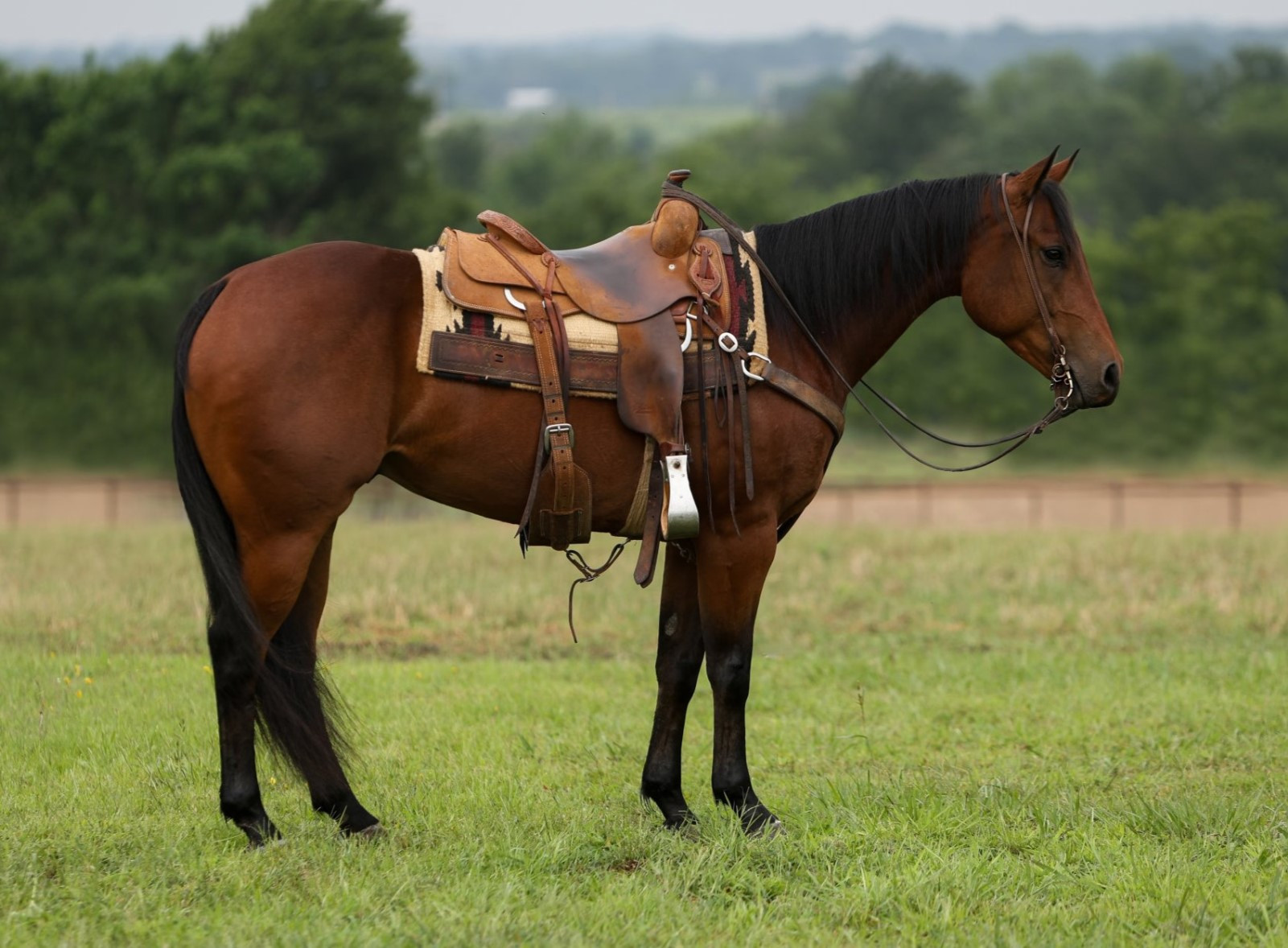 BOOGERS ROOSTER - 2018 AQHA Bay Gelding x Roosters Diamonds x Gallo Del ...