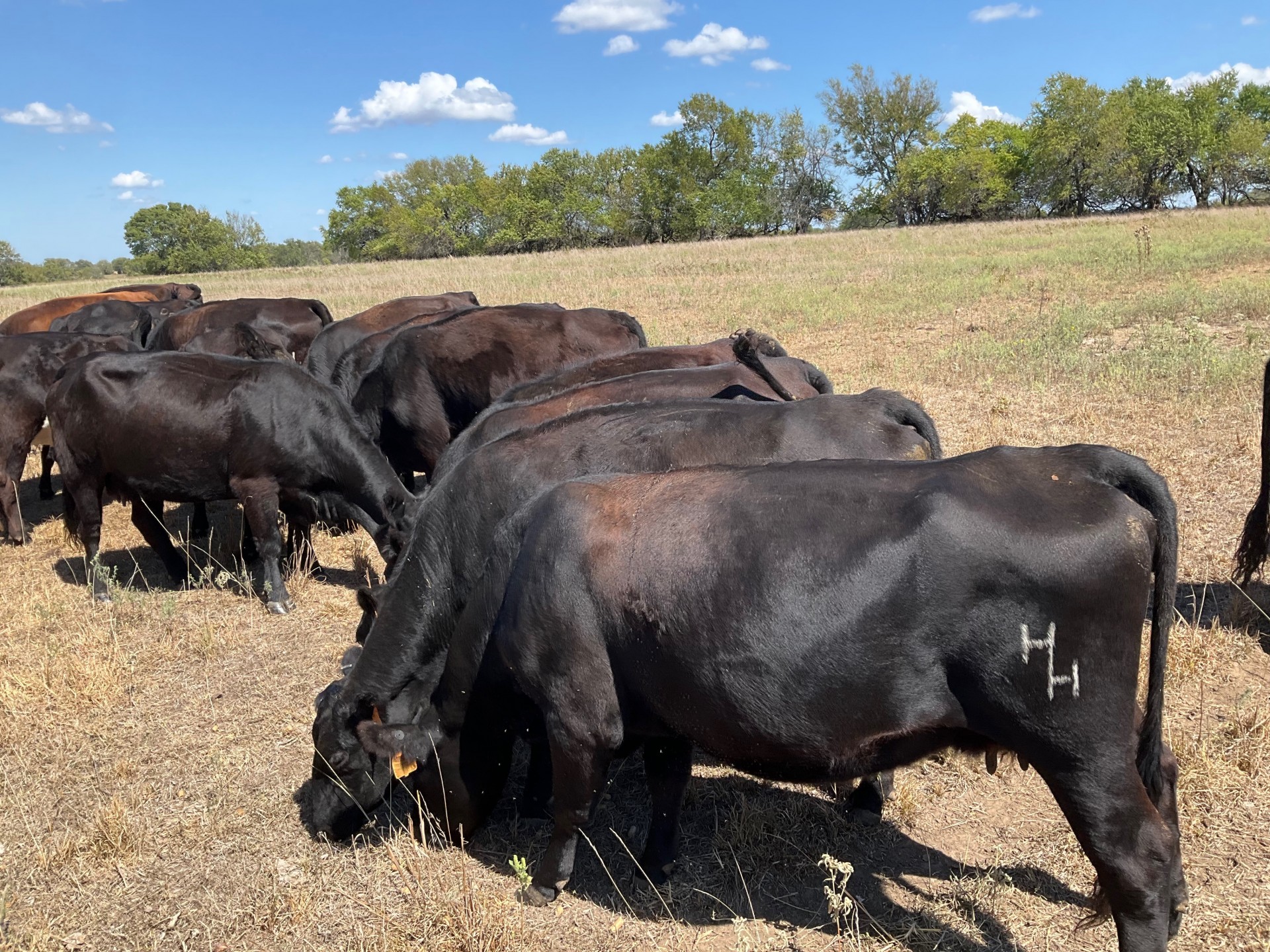 25 2-5 yr old bred spring calving Angus cows