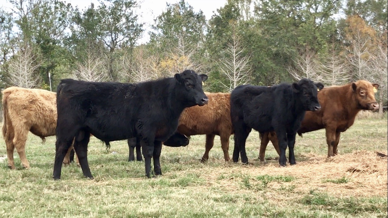 10 - Angus/Red Angus Cross Bulls